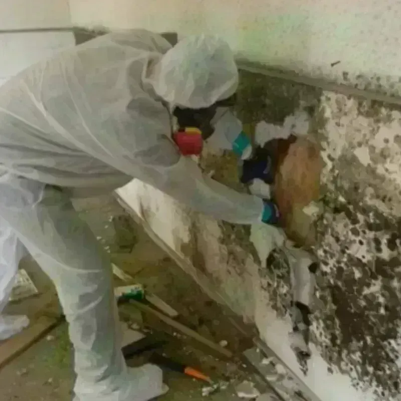 Mold Remediation and Removal in Paducah, TX